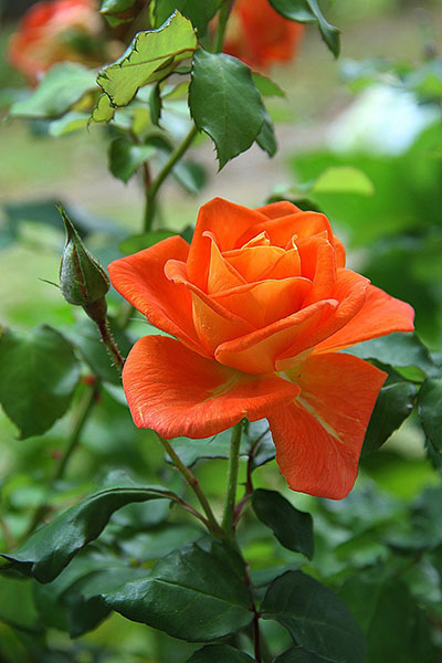 Rose Garden in Bath